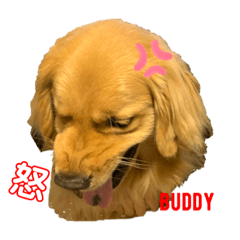 [LINEスタンプ] ゴールデンレトリバーBuddy