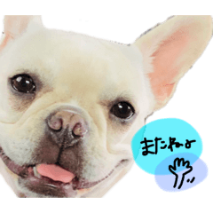 [LINEスタンプ] うちのきなこ！！