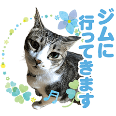 [LINEスタンプ] ちょこ＆あずき4（ぺとすた）