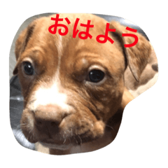 [LINEスタンプ] くんくんじぇいくん。