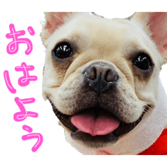 [LINEスタンプ] うちのきなこ！