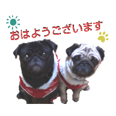 [LINEスタンプ] パグの勘三朗と梅之助