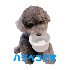 [LINEスタンプ] トイプーシルバー☆むんてぃのスタンプ