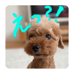 [LINEスタンプ] といぷーどるのことば