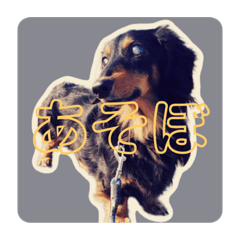 [LINEスタンプ] ジョンのスタンプ。ミニチュアダックス
