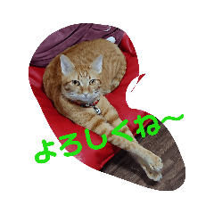 [LINEスタンプ] 元保護猫 日常スタンプ