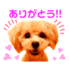 [LINEスタンプ] トイプードルの毎日使えるスタンプ