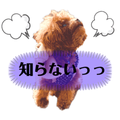 [LINEスタンプ] 犬♡トイプードル実写2