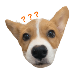 [LINEスタンプ] コーギーのぶん太くん2
