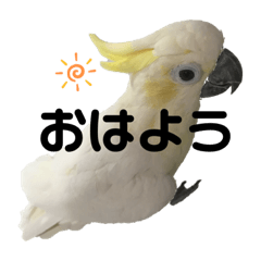 [LINEスタンプ] オウムのミルク