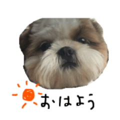 [LINEスタンプ] シーズー犬 らいくん