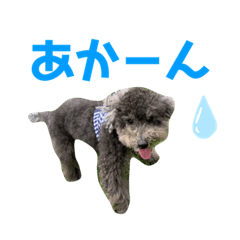 [LINEスタンプ] トイプードル✩むんてぃのスタンプ2