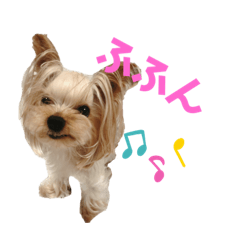 [LINEスタンプ] no dogs no life！