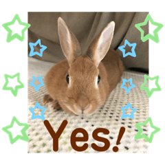 [LINEスタンプ] ネザーランドドワーフのピコ