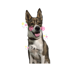 [LINEスタンプ] ワンちゃんの日常とカニ