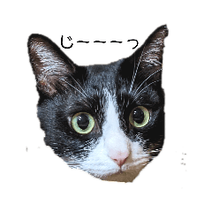 [LINEスタンプ] ねこねこファイブ！