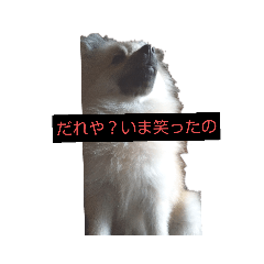 [LINEスタンプ] わいのわんこ2