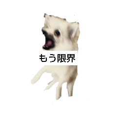 [LINEスタンプ] わいのわんこ1