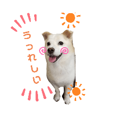 [LINEスタンプ] 愛犬 たろう