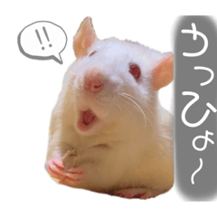 [LINEスタンプ] マロのすたんぷ
