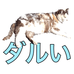 [LINEスタンプ] WOOZY CAT