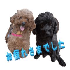[LINEスタンプ] トイプーの兄弟