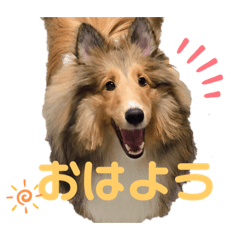 [LINEスタンプ] シェルティ さきちの日常2