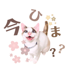 [LINEスタンプ] 気分屋 まろさん .