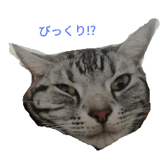 [LINEスタンプ] こたスタンプ_