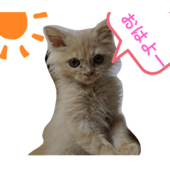 [LINEスタンプ] きなこの日記