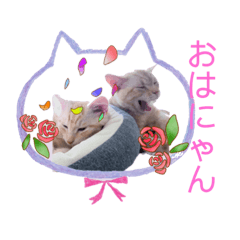 [LINEスタンプ] サイベリアン アメリカンショートヘア