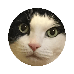 [LINEスタンプ] 猫スタンプ(しま)