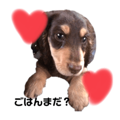 [LINEスタンプ] らんこた