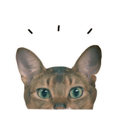 [LINEスタンプ] アビシニアンのvivi