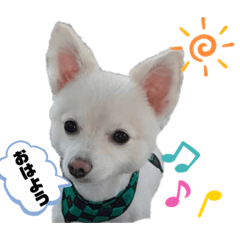 [LINEスタンプ] ラテ君＆ココちゃん