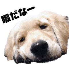 [LINEスタンプ] こたろう君。
