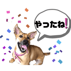 [LINEスタンプ] ハイ。小春です。