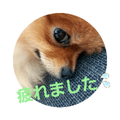 [LINEスタンプ] ポメりおちゃんのこんな日もあるよね、、