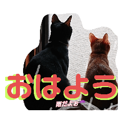 [LINEスタンプ] 元保護猫 日常用 ちょいデカ文字