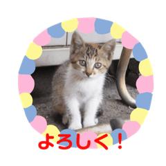 [LINEスタンプ] 猫ちゃん亀ちゃんスタンプ