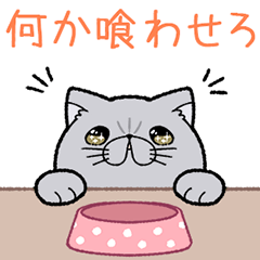 [LINEスタンプ] エキゾチックショートヘアの猫・鈴木