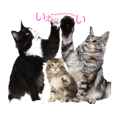 [LINEスタンプ] ニャロー4
