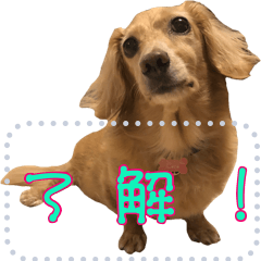 [LINEスタンプ] wonderful dog COCO 2の画像（メイン）