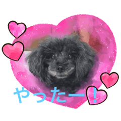 [LINEスタンプ] プードル だーい好き 2