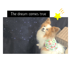 [LINEスタンプ] ぱぴぱぴパピヨン9