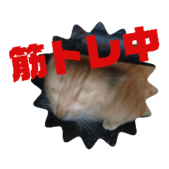 [LINEスタンプ] ツンデレ野良猫物語