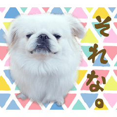 [LINEスタンプ] ペキニーズマニア