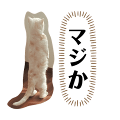 ふうた＆りら