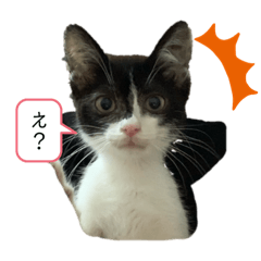 [LINEスタンプ] パンチルスタンプ