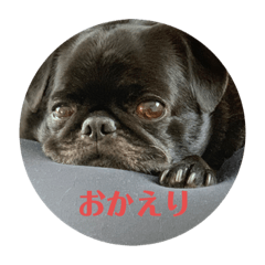 [LINEスタンプ] 黒パグ ピクジー